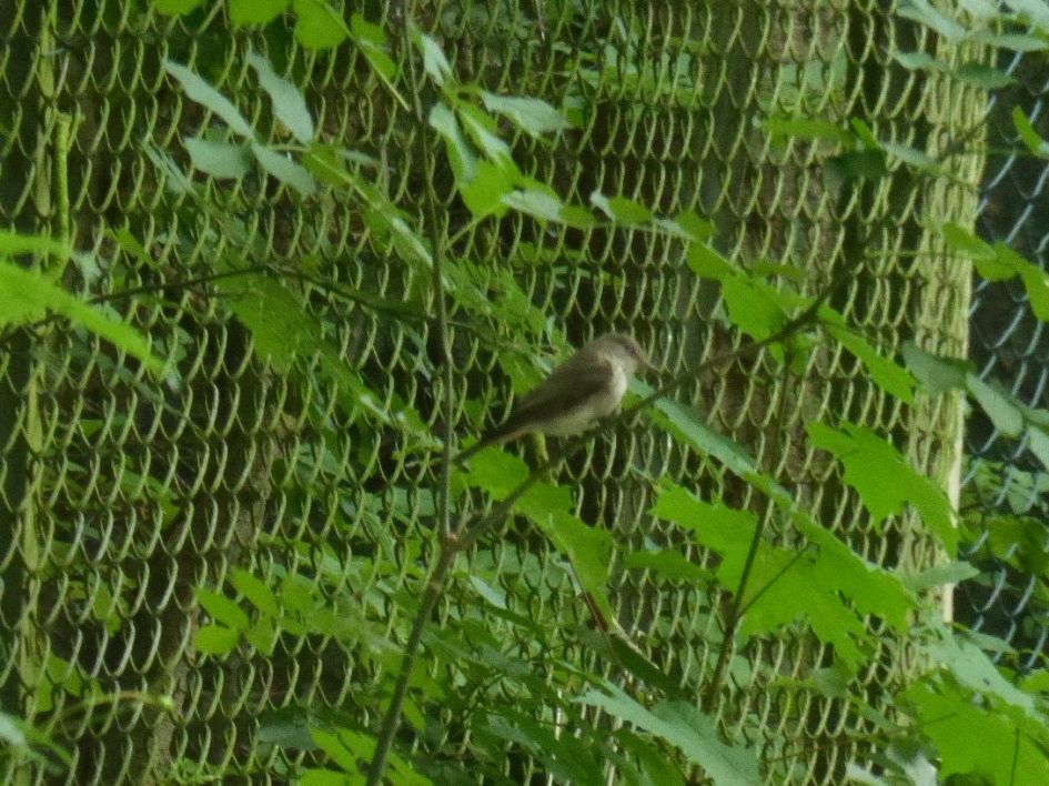 Wat is dit voor een vogel